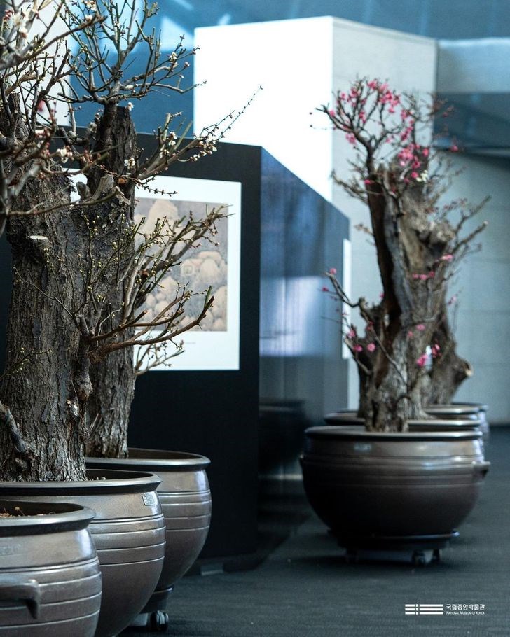 Tết Nguyên đán tại Hàn Quốc: Di sản và bảo tàng đồng loạt mở cửa miễn phí - ảnh 3