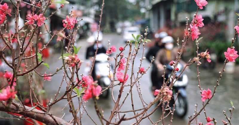 Chút lạnh trước thềm Xuân - ảnh 1