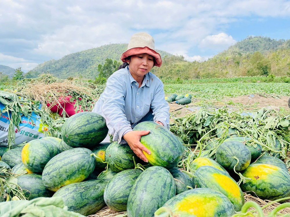 Lại điệp khúc “được mùa mất giá”? - ảnh 2