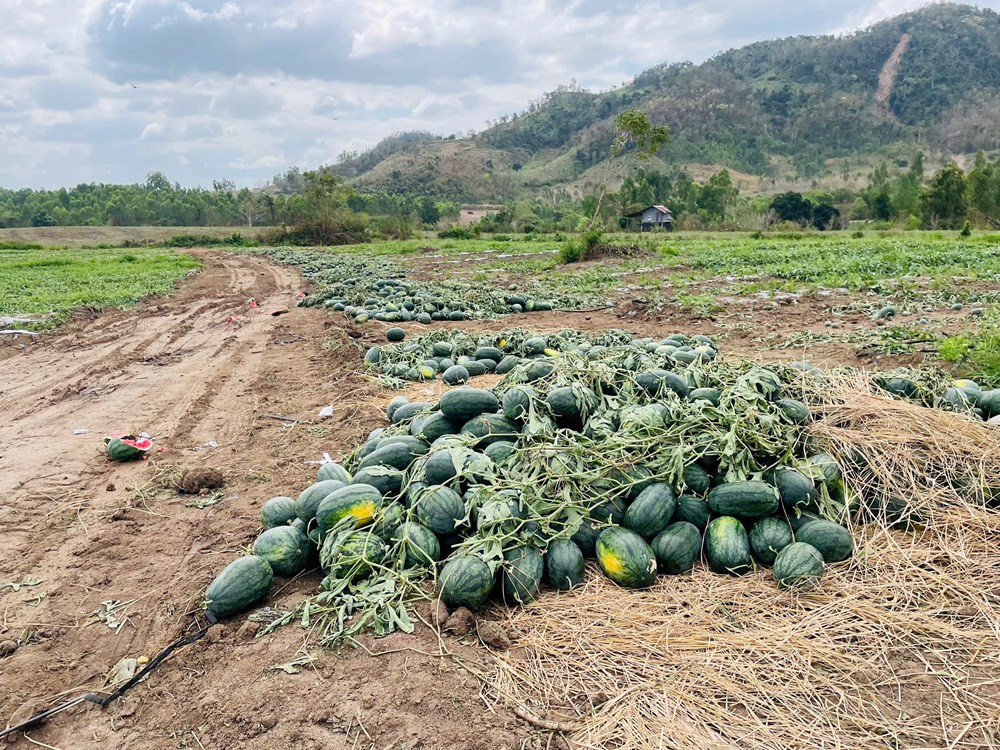 Lại điệp khúc “được mùa mất giá”? - ảnh 1