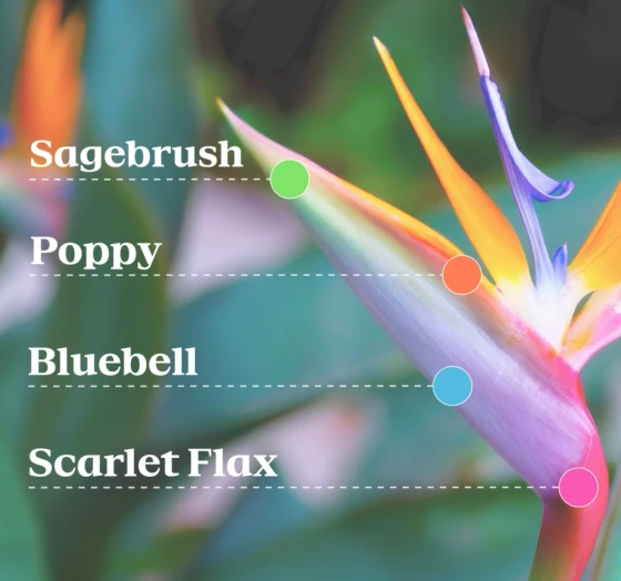 Olympic Los Angeles 2028 công bố bộ nhận diện hình ảnh lấy cảm hứng từ hoa - ảnh 2