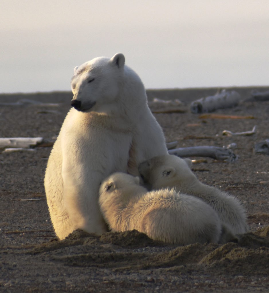 Ngôi làng tìm cách hồi sinh du lịch gấu Bắc Cực - ảnh 2