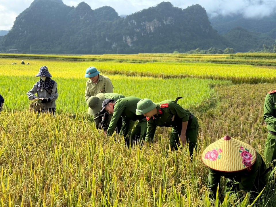 Tình quân dân “gieo” giữa mùa gặt - ảnh 2