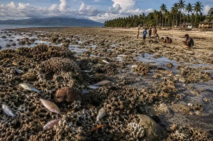 Động đất ở Philippines làm đáy biển nâng lên 2m, san hô chết hàng loạt - ảnh 1