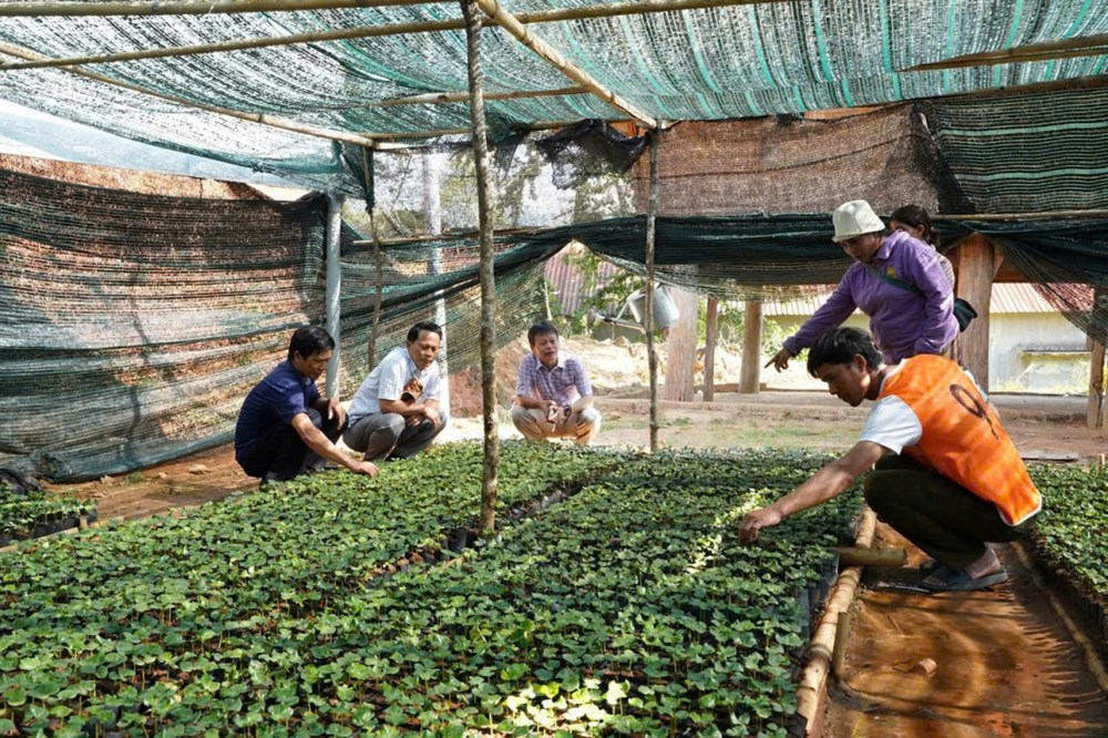 Từ “Đại hội không hoa” đến sinh kế mới cho đồng bào Xơ Đăng - ảnh 2