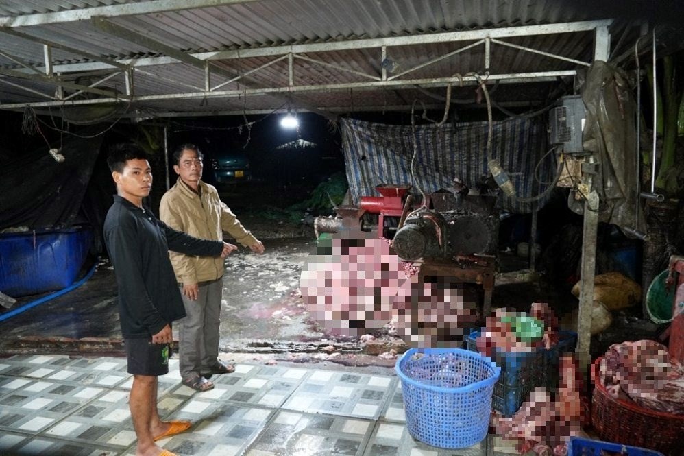 400 tấn heo bệnh, heo chết lọt ra thị trường: Lỗ hổng kiểm soát nằm ở đâu? - ảnh 1