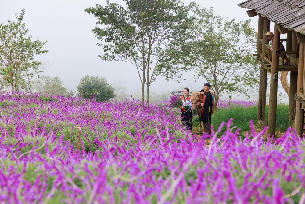 Du khách trầm trồ trước màn biểu diễn ngựa xuyên vòng lửa tại Fansipan - ảnh 8
