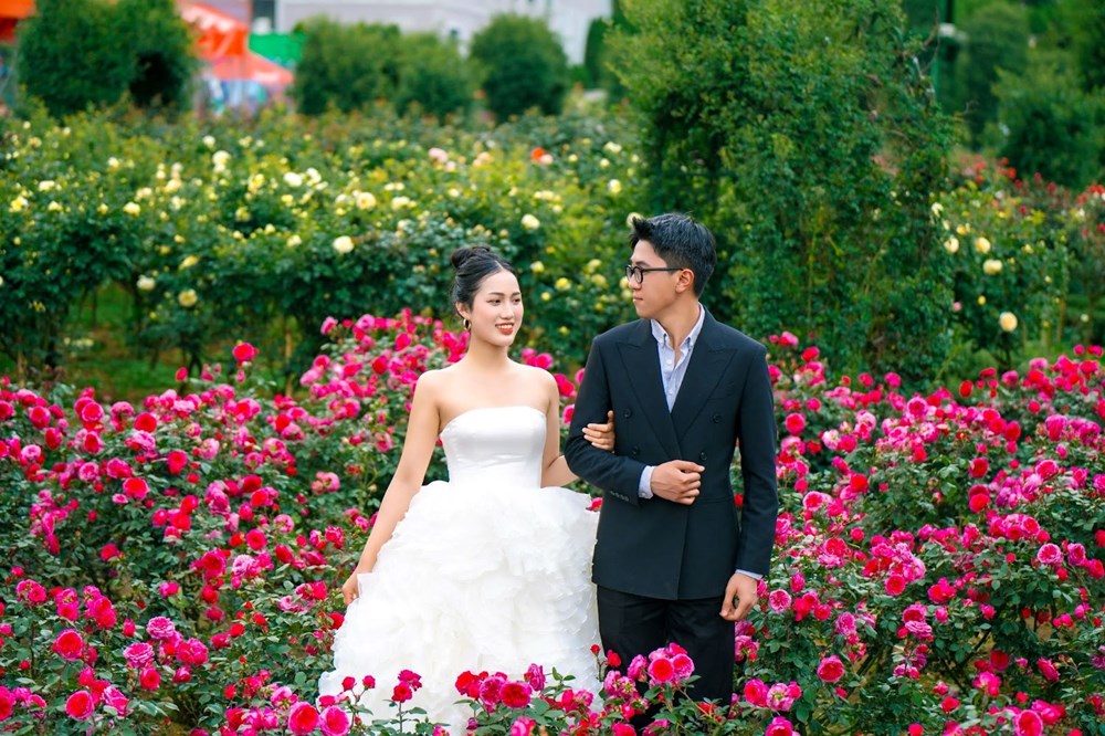 Lạc bước vào thiên đường hoa hồng trên đỉnh Fansipan - ảnh 6