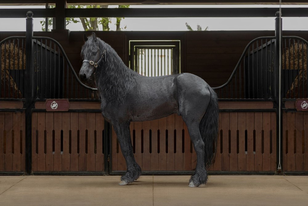 Sắp diễn ra giải cưỡi ngựa chuyên nghiệp đầu tiên tại Việt Nam – Vinpearl Equestrian Cup 2025 - ảnh 5