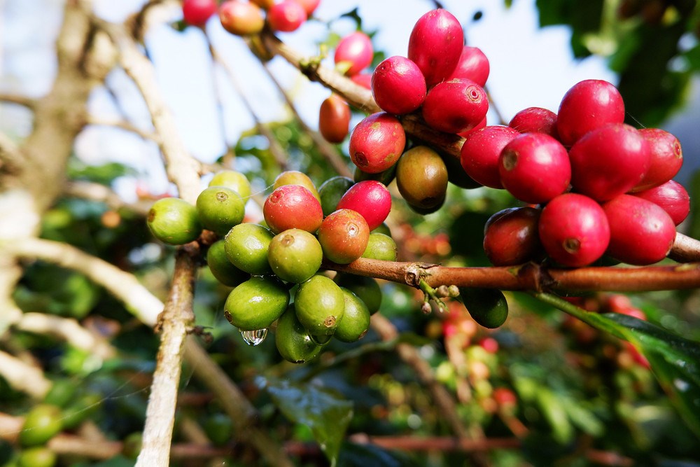Giá cà phê hôm nay 16.10: Thị trường nội địa giảm nhẹ, thế giới biến động trái chiều - ảnh 1