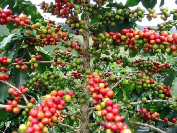 Giá cà phê hôm nay 18.10: Trong nước lập đỉnh mới, Đắk Lắk vượt 115.500 đồng/kg - ảnh 1
