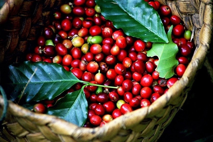 Giá cà phê hôm nay 26.10: Trong nước nhích nhẹ, nối dài đà phục hồi - ảnh 1