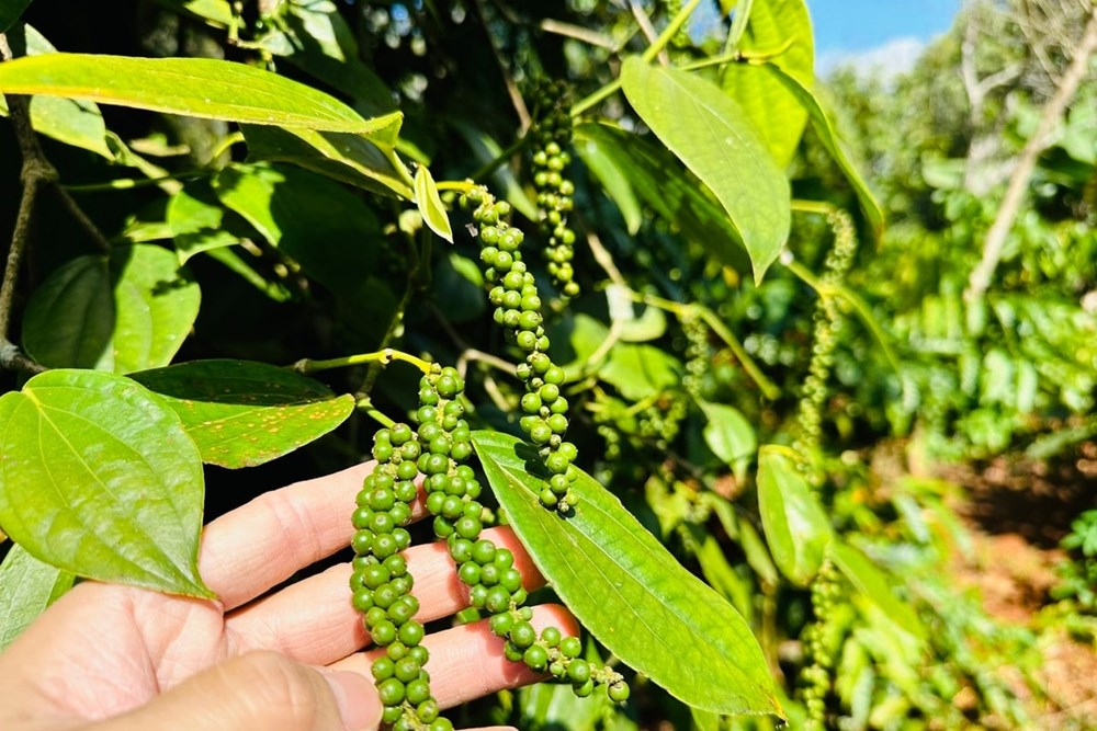 Giá tiêu hôm nay 27.10: Ổn định quanh mức 142.000 – 143.000 đồng/kg - ảnh 1