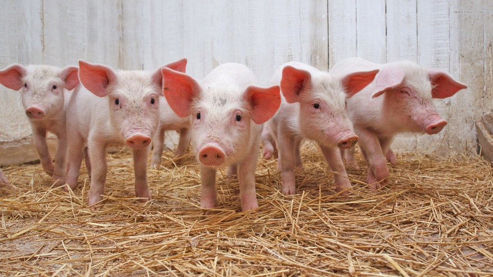 Giá heo hơi hôm nay 15.11: Thị trường đi ngang trên cả nước - ảnh 1