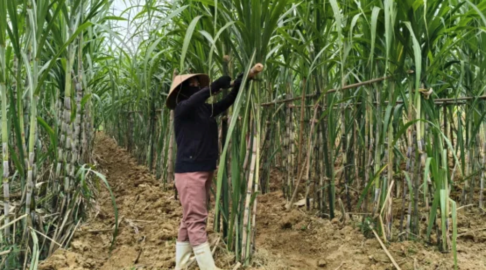 Phú Thọ: Hỗ trợ chi phí phát triển sản xuất cây trồng chủ lực - ảnh 3