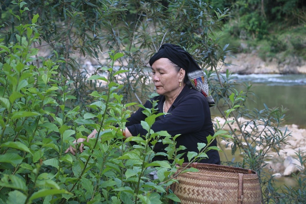 Chữ “tâm” ở vị lương y già dân tộc Thái - ảnh 7