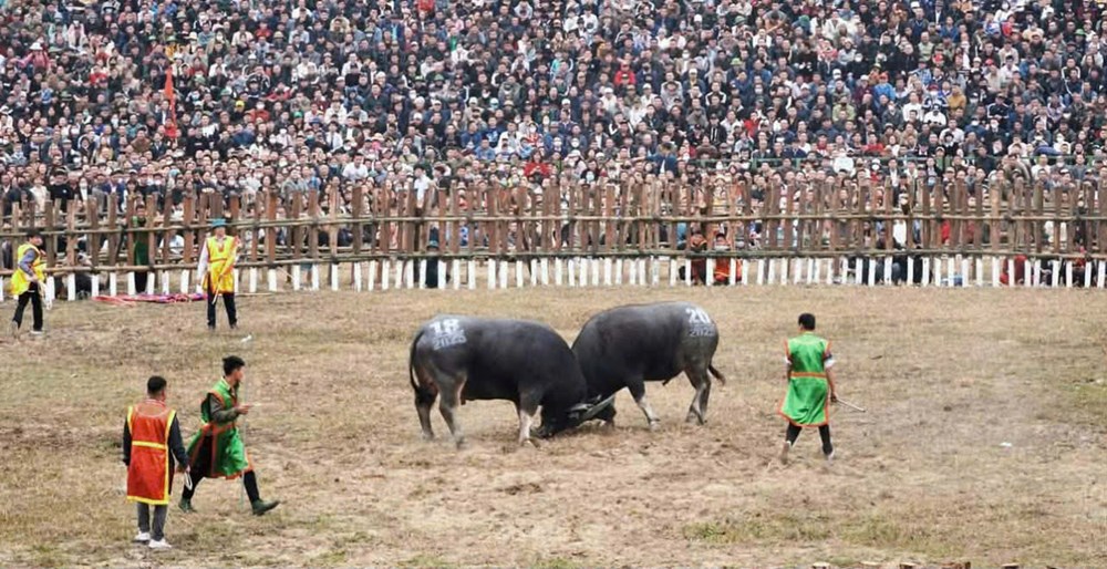 Phú Thọ: Khai mạc Lễ hội chọi trâu cổ xưa nhất Việt Nam - ảnh 1