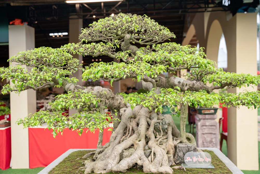 Triển lãm Nghệ thuật Bonsai 2026: Dấu ấn quy mô và tầm nhìn trong hành trình tôn vinh sinh vật cảnh Việt Nam - ảnh 8