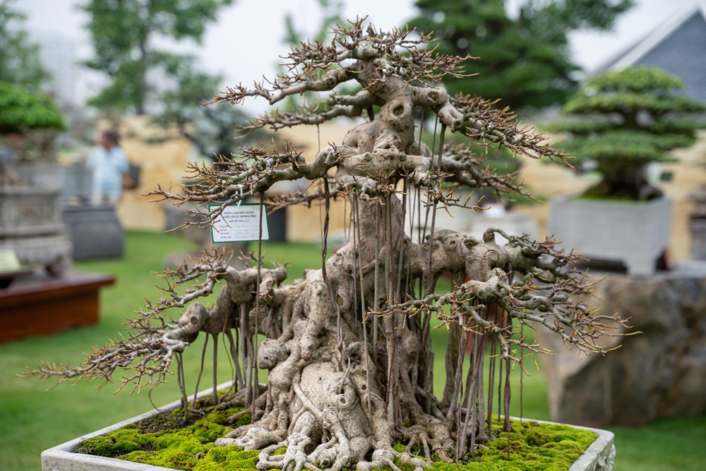 Triển lãm Nghệ thuật Bonsai 2026: Dấu ấn quy mô và tầm nhìn trong hành trình tôn vinh sinh vật cảnh Việt Nam - ảnh 9