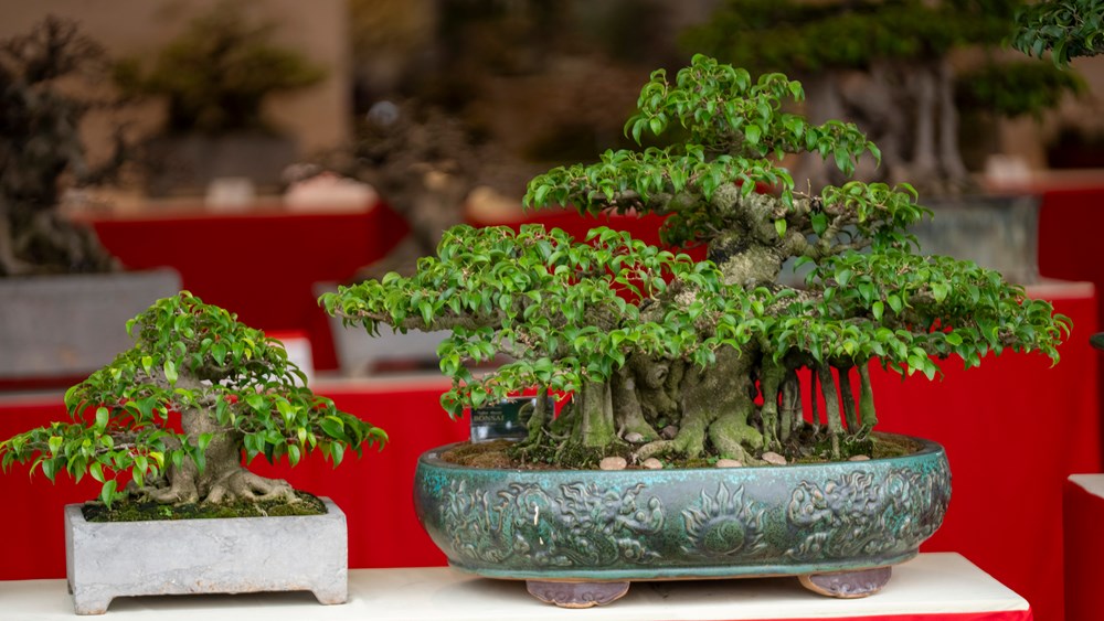 Triển lãm Nghệ thuật Bonsai 2026: Dấu ấn quy mô và tầm nhìn trong hành trình tôn vinh sinh vật cảnh Việt Nam - ảnh 11