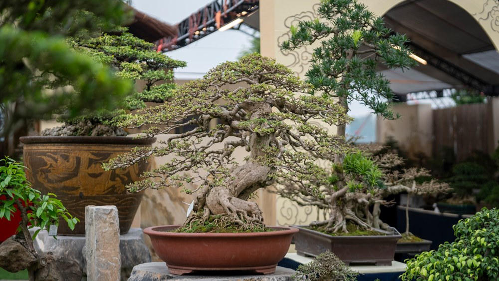 Triển lãm Nghệ thuật Bonsai 2026: Dấu ấn quy mô và tầm nhìn trong hành trình tôn vinh sinh vật cảnh Việt Nam - ảnh 12