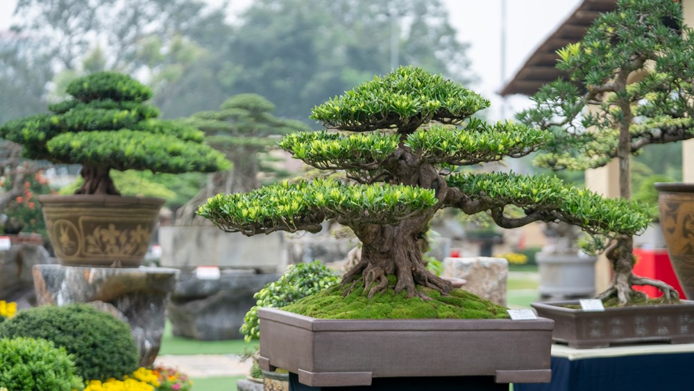 Triển lãm Nghệ thuật Bonsai 2026: Dấu ấn quy mô và tầm nhìn trong hành trình tôn vinh sinh vật cảnh Việt Nam - ảnh 13