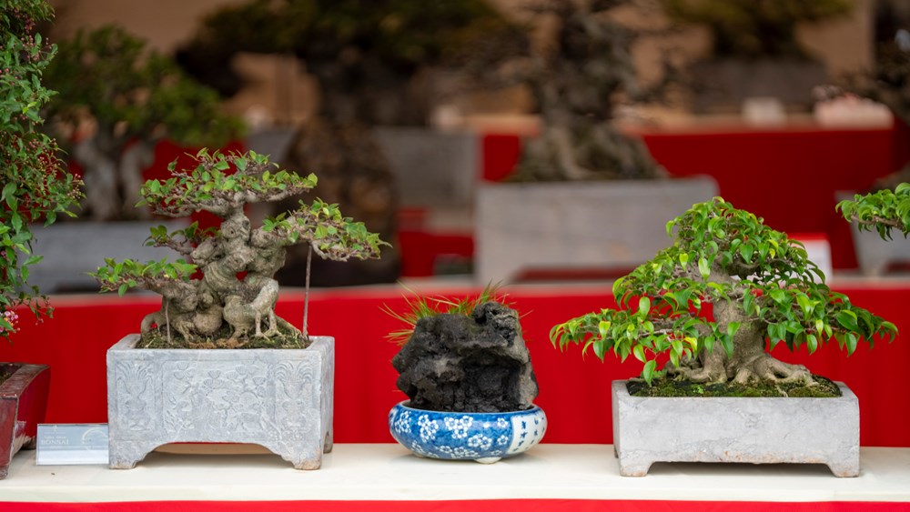 Triển lãm Nghệ thuật Bonsai 2026: Dấu ấn quy mô và tầm nhìn trong hành trình tôn vinh sinh vật cảnh Việt Nam - ảnh 14