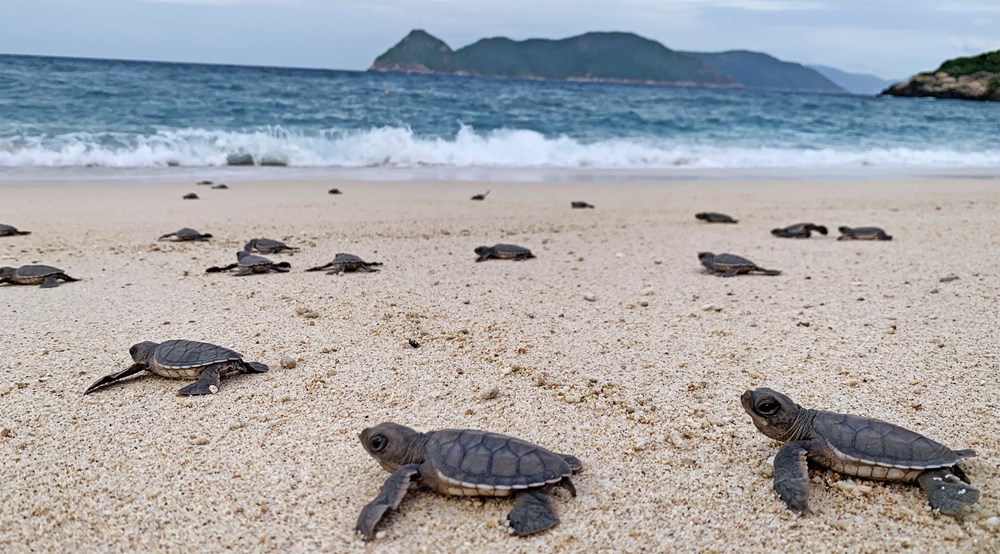 Điểm tin du lịch ngày 22.4: Việt Nam lọt top 7 điểm đến trải nghiệm thả rùa biển toàn cầu - ảnh 2
