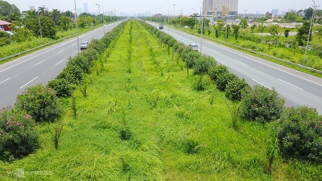 Trúc đào, trứng cá vào danh mục cấm trồng: Hà Nội quy định thay thế cây hiện hữu từng bước - ảnh 1