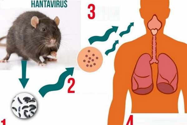 Bộ Y tế cảnh báo khẩn về bệnh do virus Hanta khiến 3 người tử vong trên tàu du lịch, Việt Nam chưa ghi nhận ca bệnh - ảnh 2
