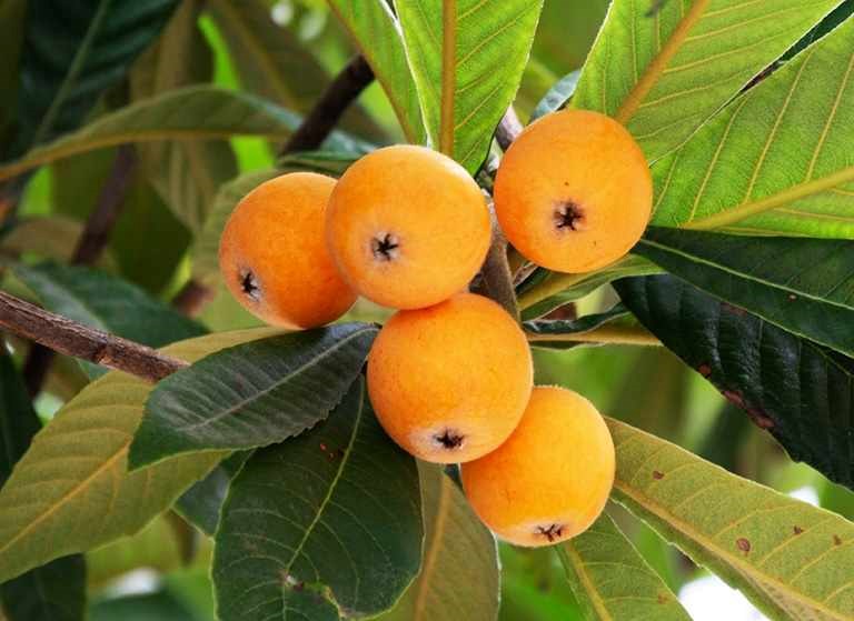 Vào đầu mùa hè nên ăn gì? 5 loại trái cây “tính kiềm” giúp giải nhiệt, giữ ẩm cho cơ thể cực hiệu quả - ảnh 1