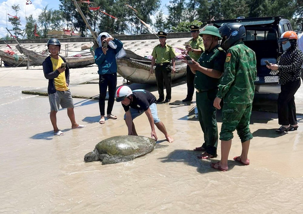 Thả cá thể vích nặng gần 70kg về biển - ảnh 2