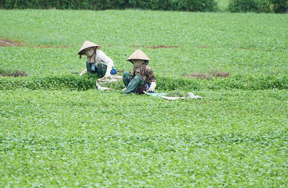 Giảm nghèo bền vững từ vùng nông thôn mới Quảng Thọ - ảnh 1