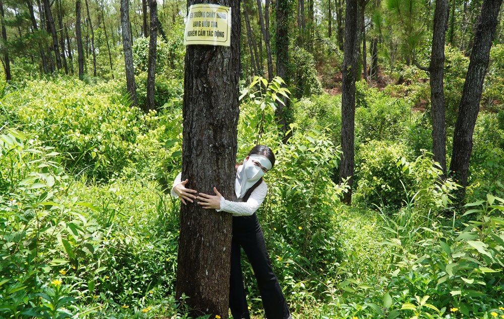 Làm rõ vụ việc các cây thông bị “đầu độc” gây chết khô - ảnh 3