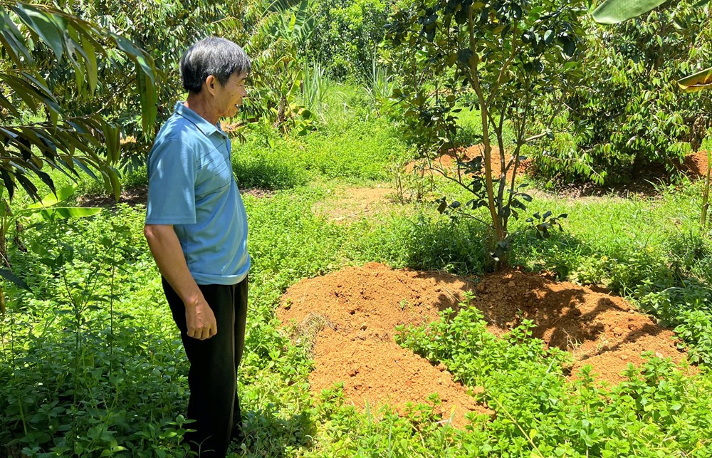 Thành phố Huế: Ghi nhận có hơn 200 con lợn chết ở một xã miền núi - ảnh 2