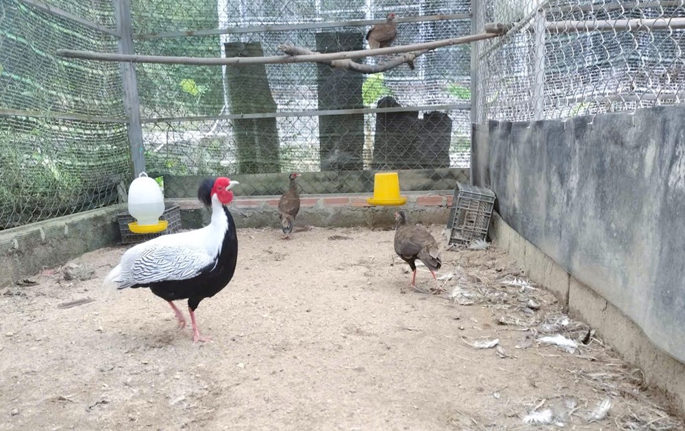 Gà lôi trắng được nhân giống thành công ở Vườn quốc gia Bạch Mã - ảnh 3
