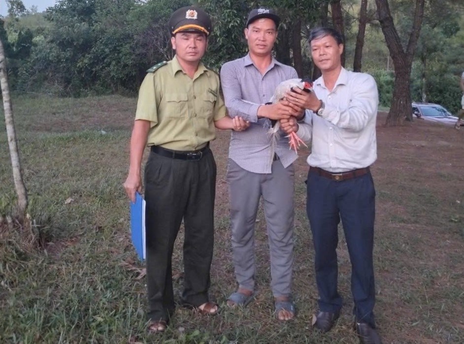 Tiếp nhận gà lôi trắng “đi lạc” khu vực công viên ở Huế - ảnh 1