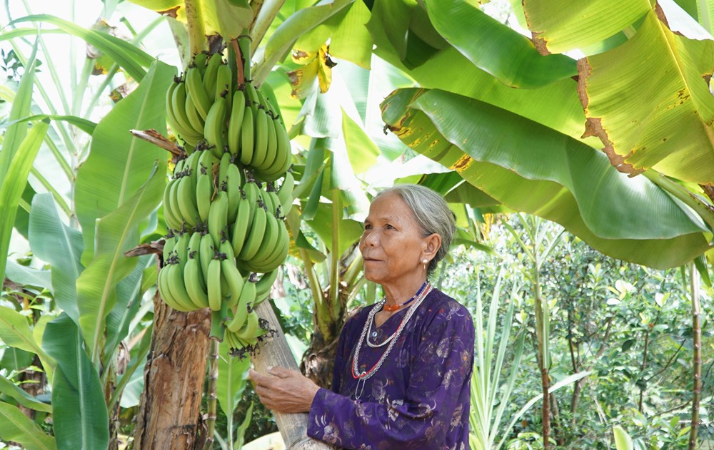 Trồng cuối già lùn tạo sinh kế bền vững cho đồng bào vùng cao A Lưới - ảnh 1