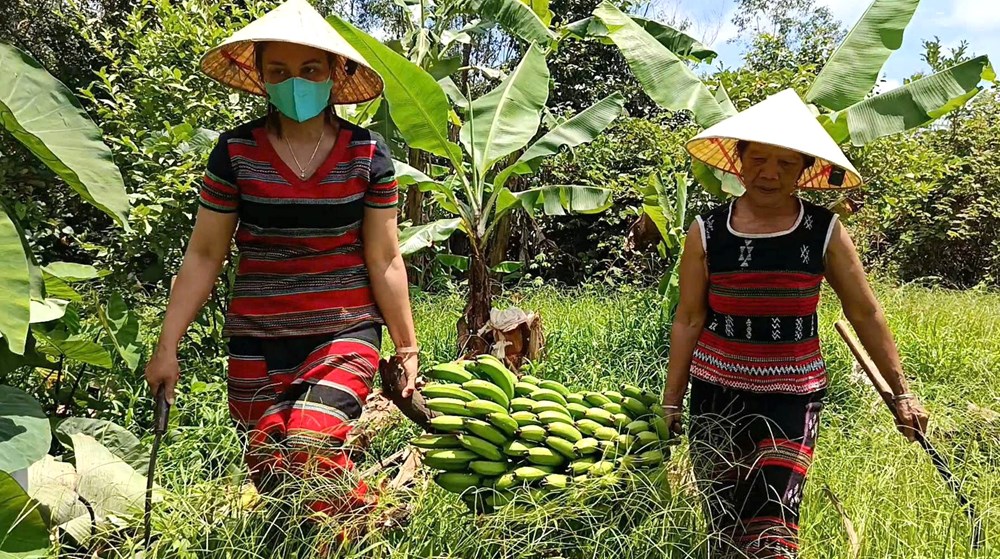 Trồng cuối già lùn tạo sinh kế bền vững cho đồng bào vùng cao A Lưới - ảnh 2