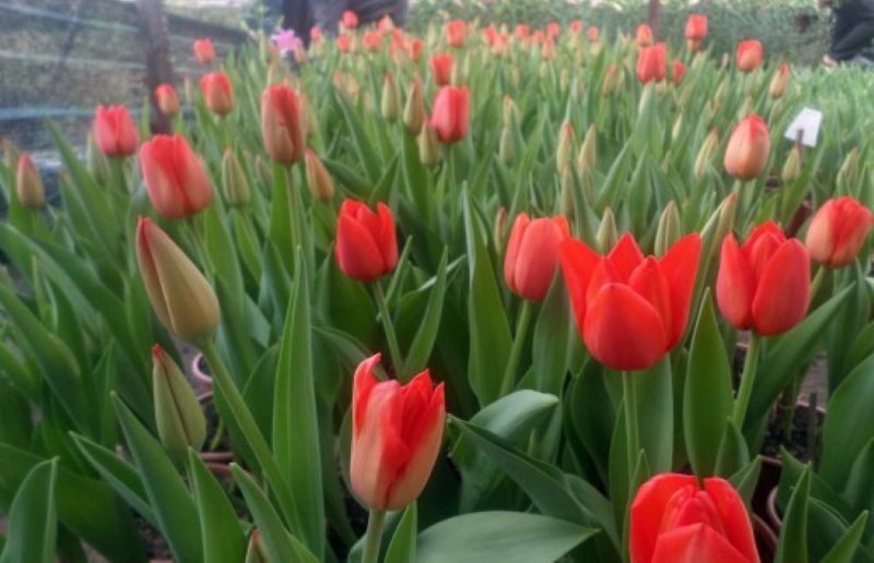 Đưa thông tin đến với nông dân, tạo động lực giảm nghèo bền vững - ảnh 2