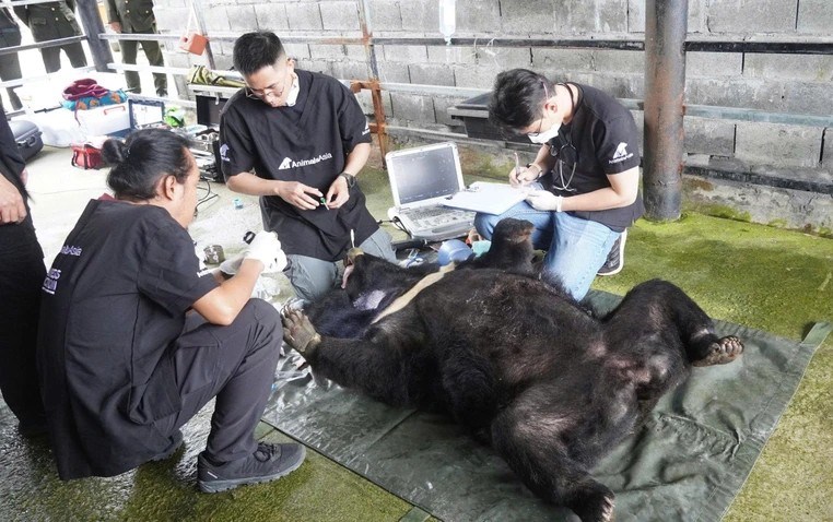 Giải cứu cá thể gấu ngựa bị nuôi nhốt hơn 25 năm ở một doanh nghiệp - ảnh 1