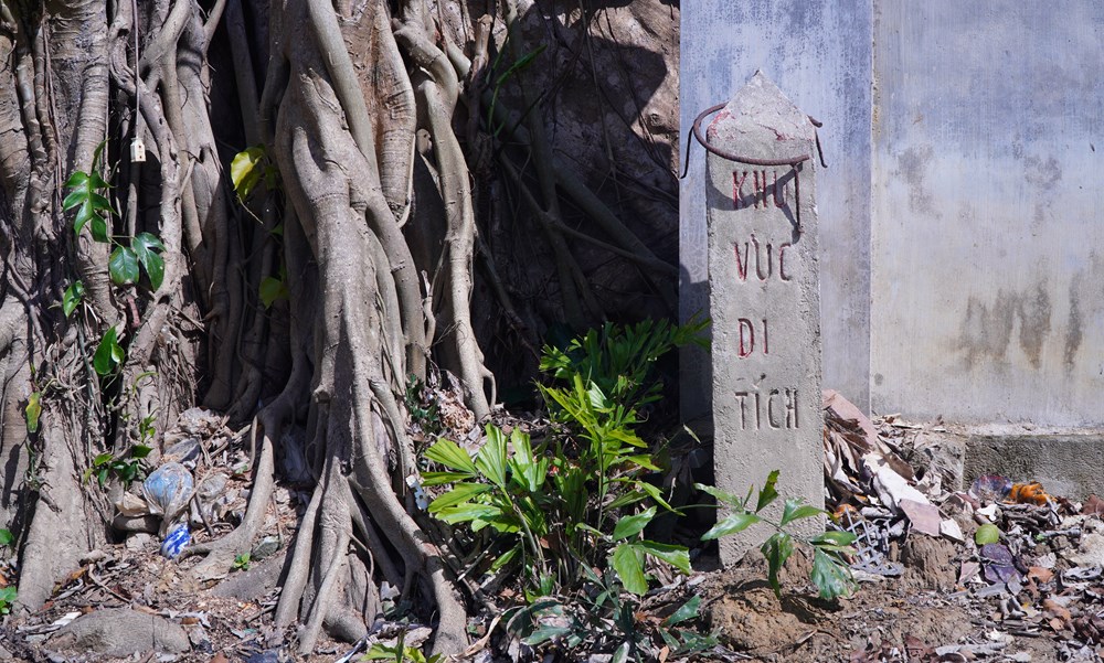 Cưa trụi cây cổ thụ ở di tích, địa phương nói không vi phạm Luật Di sản văn hóa - ảnh 2