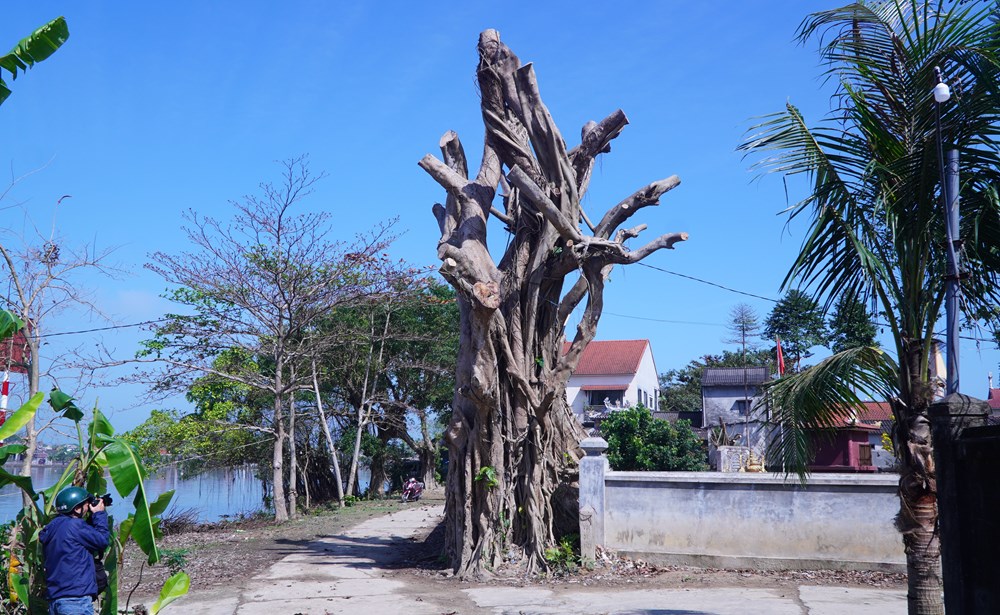 Cưa trụi cây cổ thụ ở di tích, địa phương nói không vi phạm Luật Di sản văn hóa - ảnh 3