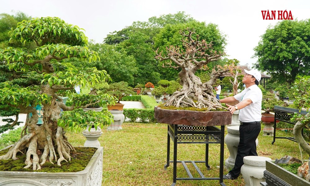 Hàng nghìn tác phẩm phong lan, cây kiểng ba miền hội tụ tại Đại Nội Huế - ảnh 9