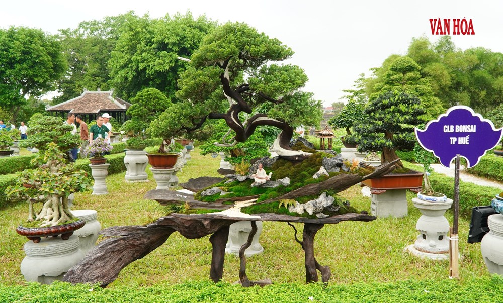 Hàng nghìn tác phẩm phong lan, cây kiểng ba miền hội tụ tại Đại Nội Huế - ảnh 5