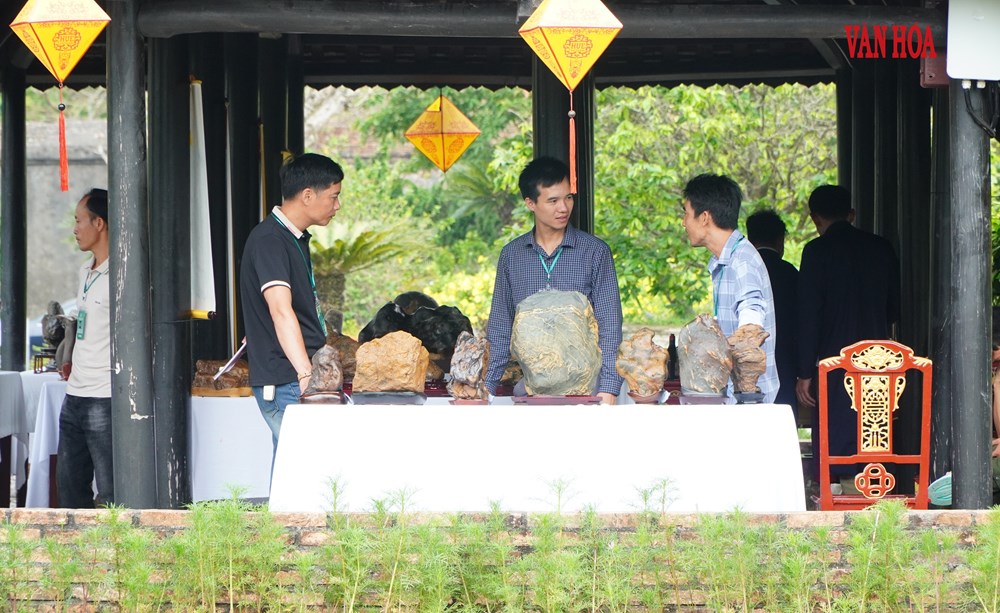 Hàng nghìn tác phẩm phong lan, cây kiểng ba miền hội tụ tại Đại Nội Huế - ảnh 6