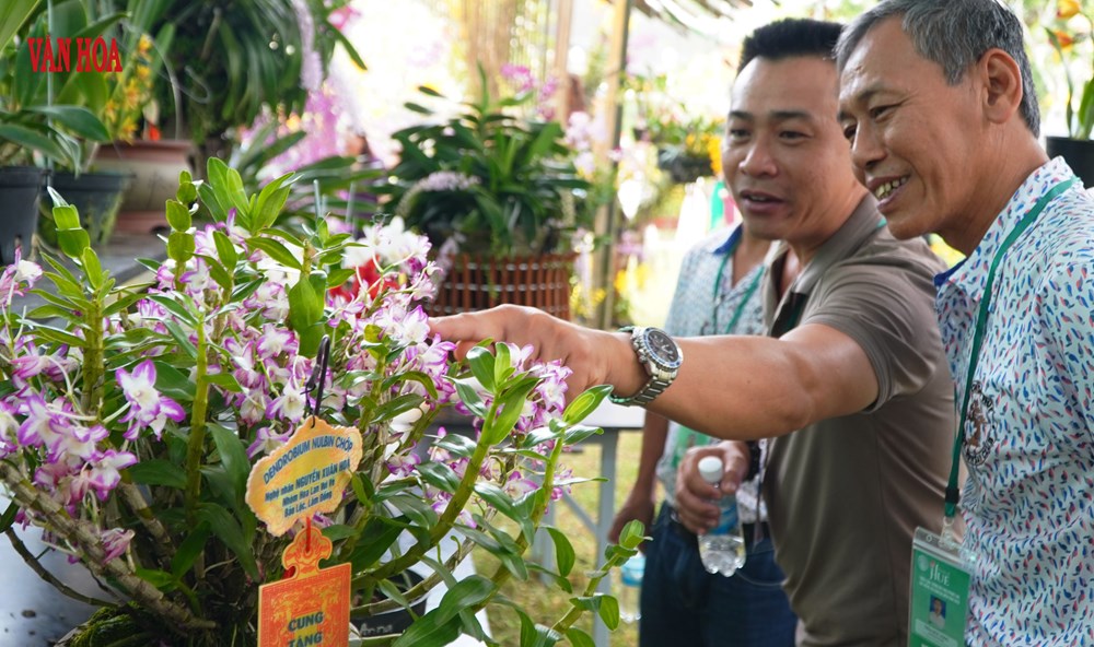 Hàng nghìn tác phẩm phong lan, cây kiểng ba miền hội tụ tại Đại Nội Huế - ảnh 1