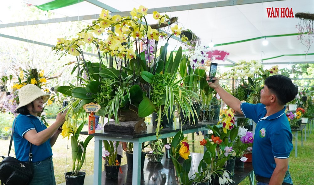 Hàng nghìn tác phẩm phong lan, cây kiểng ba miền hội tụ tại Đại Nội Huế - ảnh 3