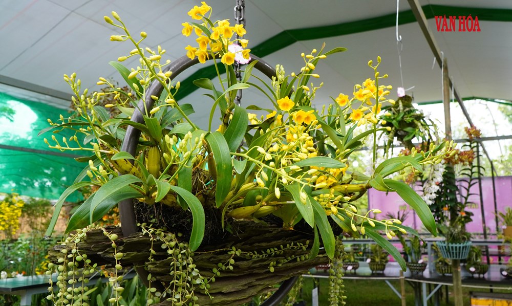 Hàng nghìn tác phẩm phong lan, cây kiểng ba miền hội tụ tại Đại Nội Huế - ảnh 7