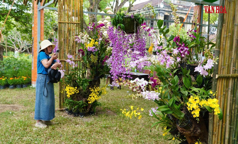 Hàng nghìn tác phẩm phong lan, cây kiểng ba miền hội tụ tại Đại Nội Huế - ảnh 4